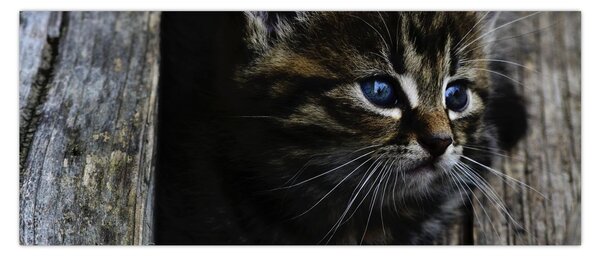 Tablou cu pisicuța (120x50 cm)