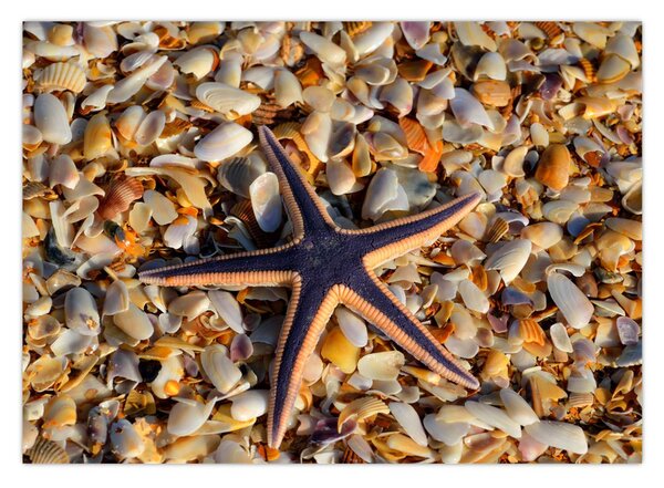 Tablou cu stea de mare (70x50 cm)