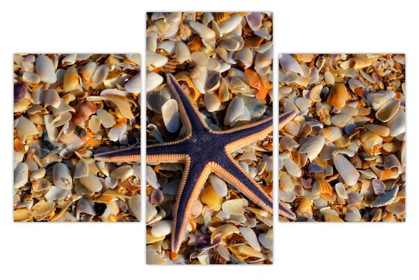 Tablou cu stea de mare (90x60 cm)