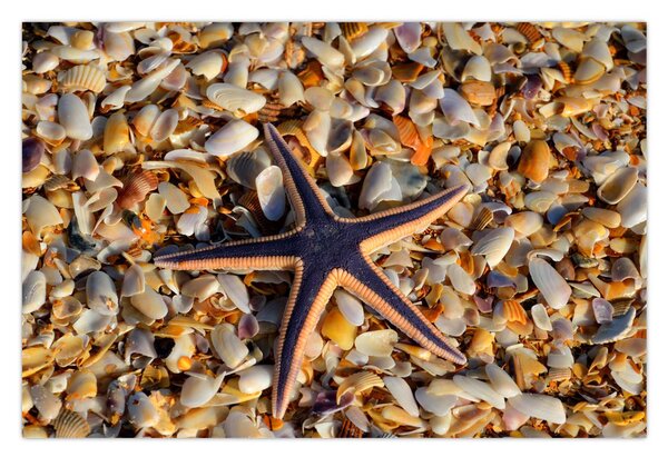 Tablou cu stea de mare (90x60 cm)