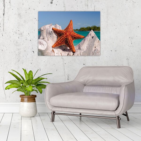 Tablou cu stea de mare (70x50 cm)