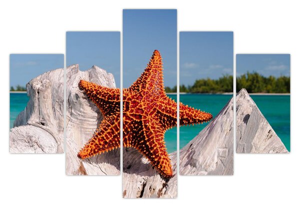 Tablou cu stea de mare (150x105 cm)