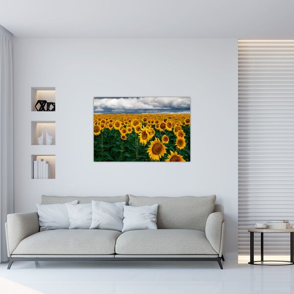 Tablou câmpului de floarea soarelui (90x60 cm)