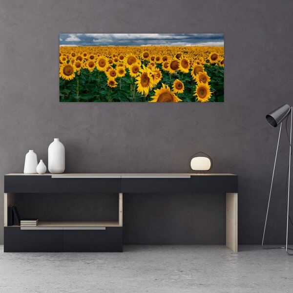 Tablou câmpului de floarea soarelui (120x50 cm)