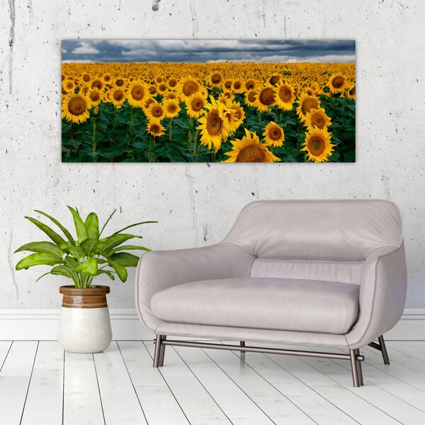 Tablou câmpului de floarea soarelui (120x50 cm)