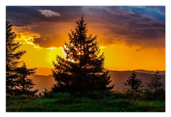Tablou - coniferi (90x60 cm)