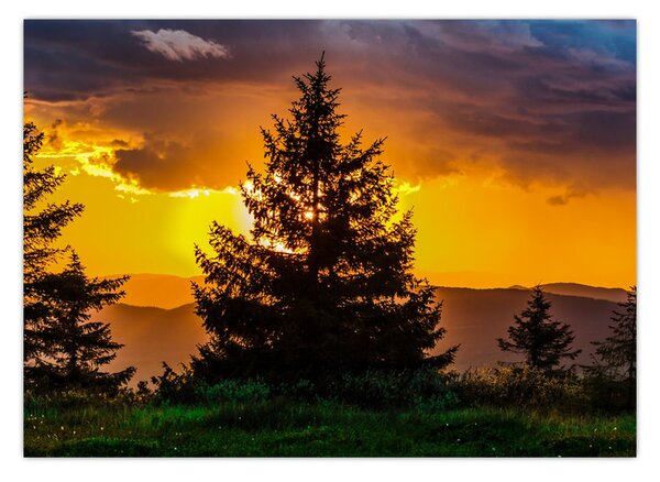 Tablou - coniferi (70x50 cm)