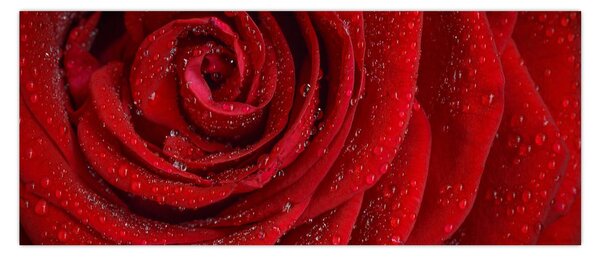 Tablou - detaliu de trandafir (120x50 cm)