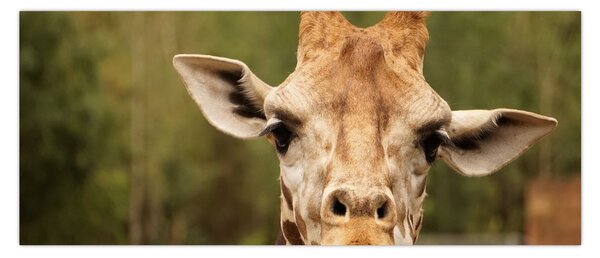 Tablou girafe (120x50 cm)