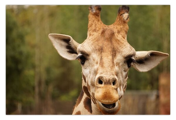 Tablou girafe (90x60 cm)