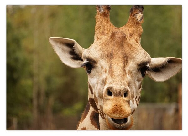 Tablou girafe (70x50 cm)