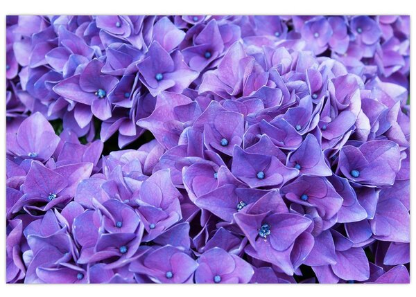 Tablou cu flori violete (90x60 cm)