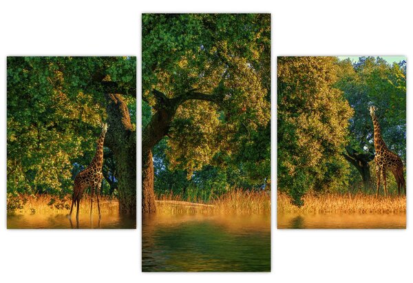 Tablou cu girafe în natură (90x60 cm)