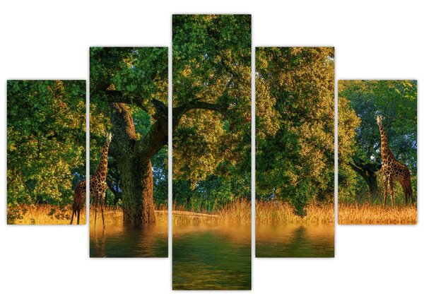Tablou cu girafe în natură (150x105 cm)