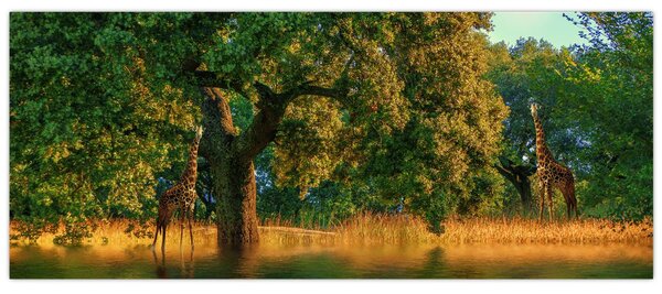 Tablou cu girafe în natură (120x50 cm)