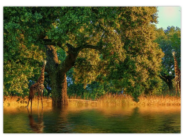 Tablou cu girafe în natură (70x50 cm)