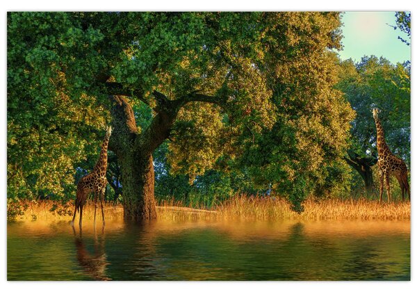 Tablou cu girafe în natură (90x60 cm)
