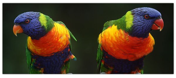 Tablou cu papagali (120x50 cm)