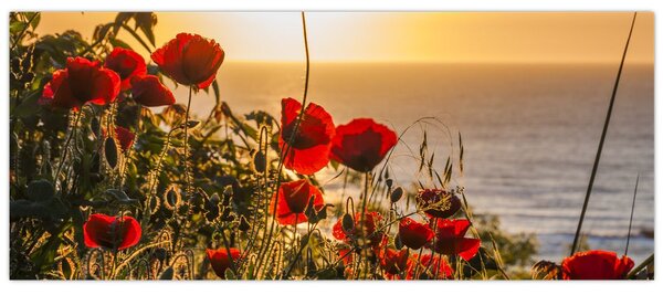Tablou cu apus de soare cu flori de maci (120x50 cm)