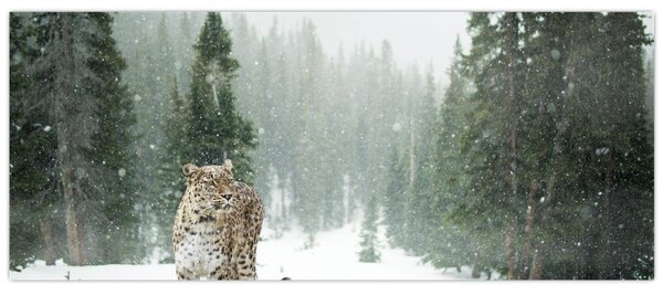 Tablou cu leopard în zăpadă (120x50 cm)