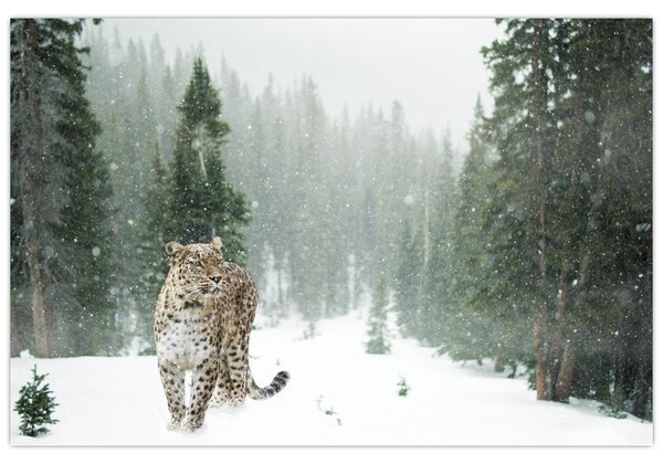 Tablou cu leopard în zăpadă (90x60 cm)