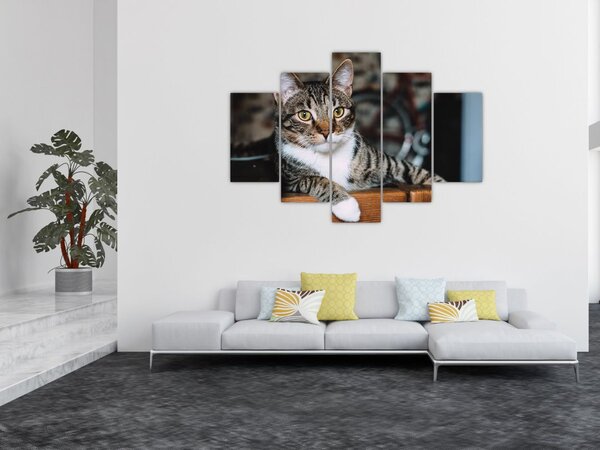 Tablou cu pisica (150x105 cm)