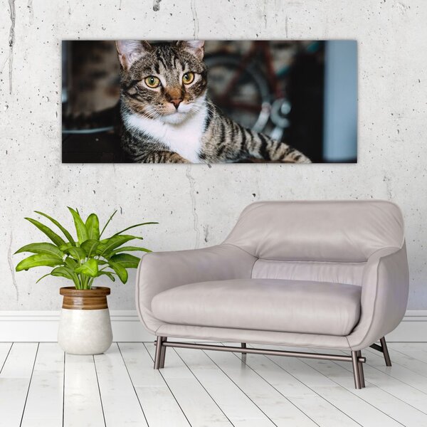 Tablou cu pisica (120x50 cm)