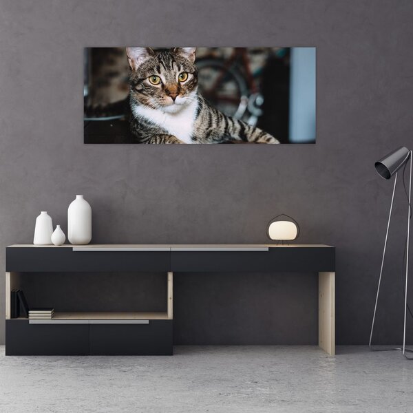 Tablou cu pisica (120x50 cm)