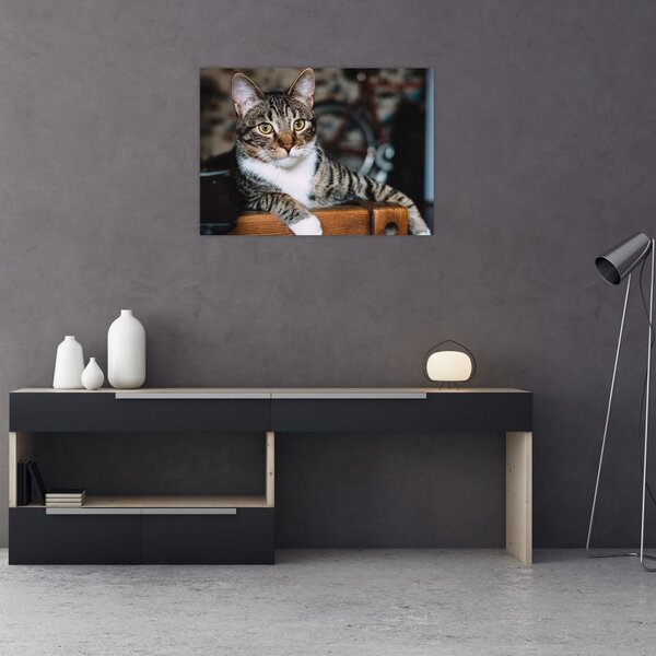 Tablou cu pisica (70x50 cm)