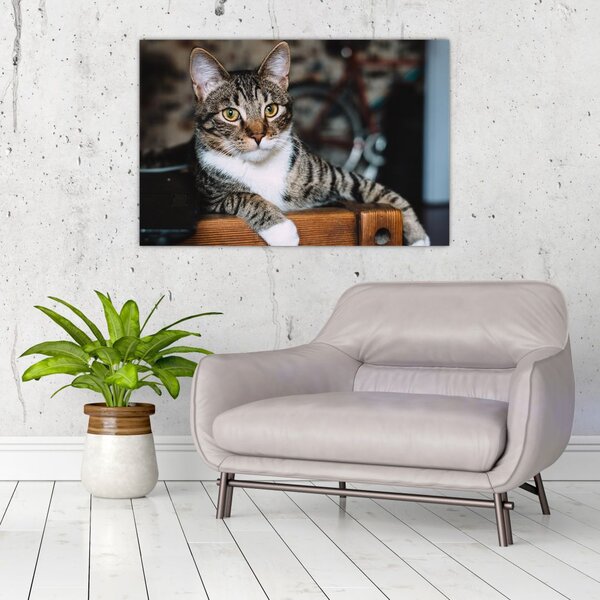 Tablou cu pisica (90x60 cm)