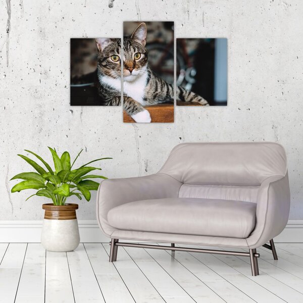 Tablou cu pisica (90x60 cm)