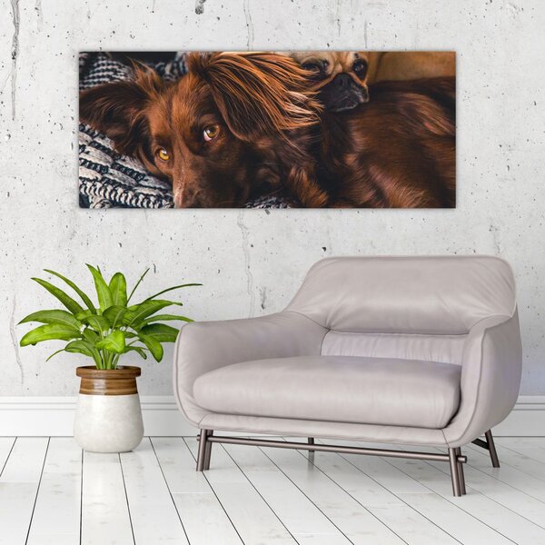 Tablou cu câini dormind (120x50 cm)