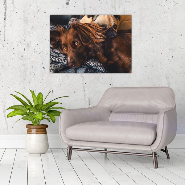 Tablou cu câini dormind (70x50 cm)
