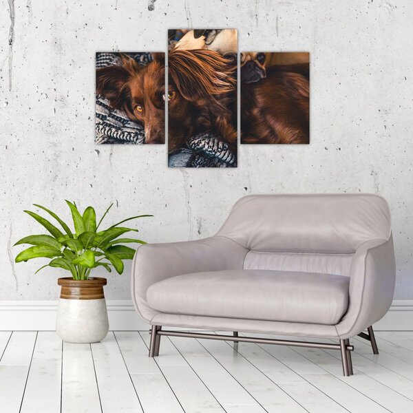 Tablou cu câini dormind (90x60 cm)