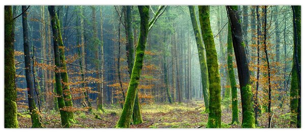 Tablou cu pădure (120x50 cm)