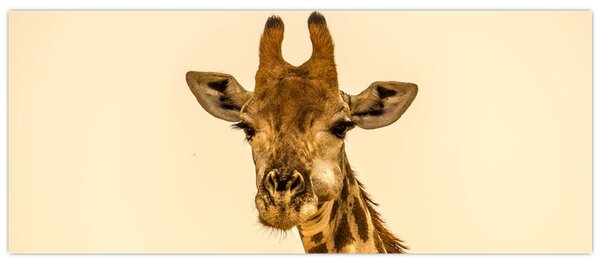 Tablou cu girafe (120x50 cm)