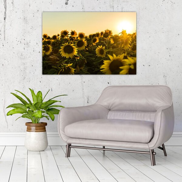 Tablou cu lan de floarea soarelui (90x60 cm)