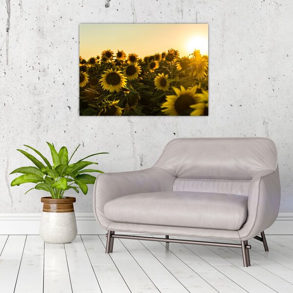 Tablou cu lan de floarea soarelui (70x50 cm)