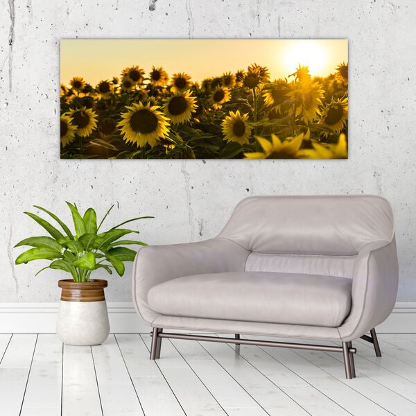 Tablou cu lan de floarea soarelui (120x50 cm)