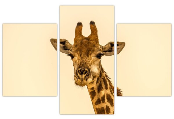 Tablou cu girafe (90x60 cm)