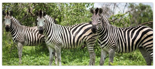 Tablou cu zebre (120x50 cm)