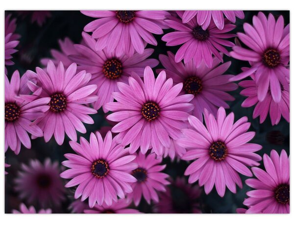 Tablou cu florile roz (70x50 cm)