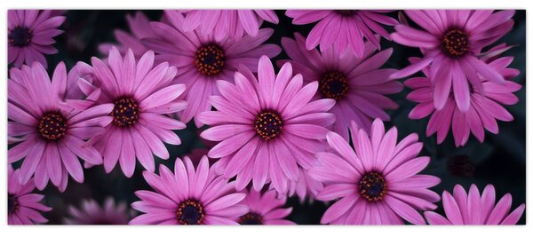 Tablou cu florile roz (120x50 cm)