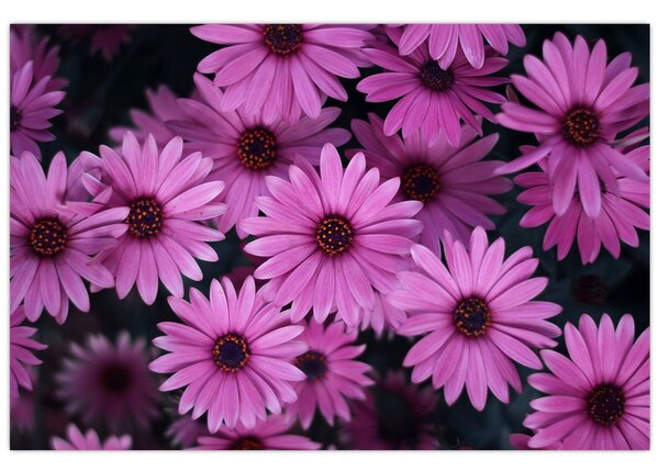 Tablou cu florile roz (90x60 cm)