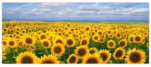 Tablou cu lan de floarea soarelui (120x50 cm)