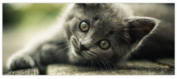 Tablou cu pisicuța (120x50 cm)