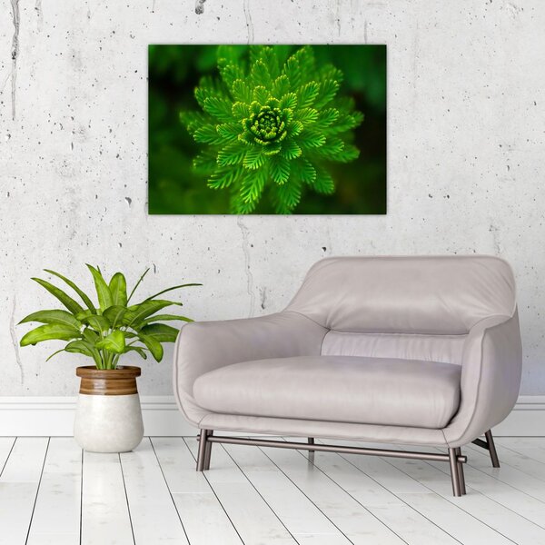 Tablou cu coniferi (70x50 cm)