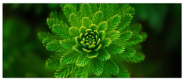 Tablou cu coniferi (120x50 cm)