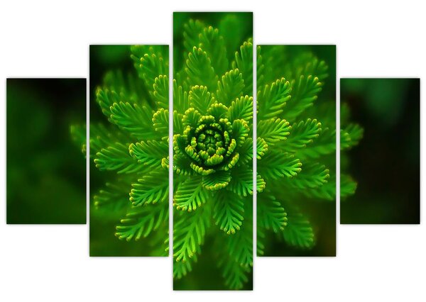 Tablou cu coniferi (150x105 cm)