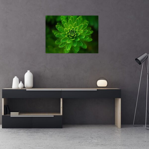 Tablou cu coniferi (70x50 cm)